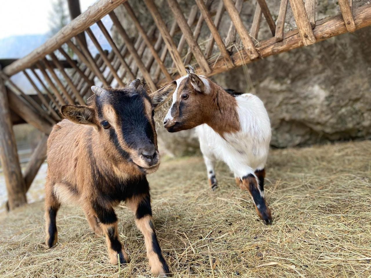 Pristava Lepena Village المظهر الخارجي الصورة